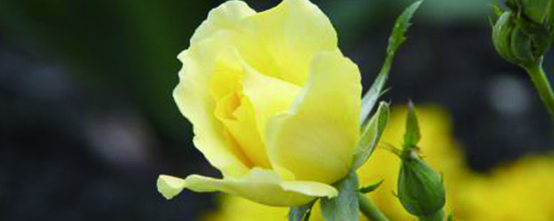 黄玫瑰花语是什么意思它的含义是什么(红玫瑰花)