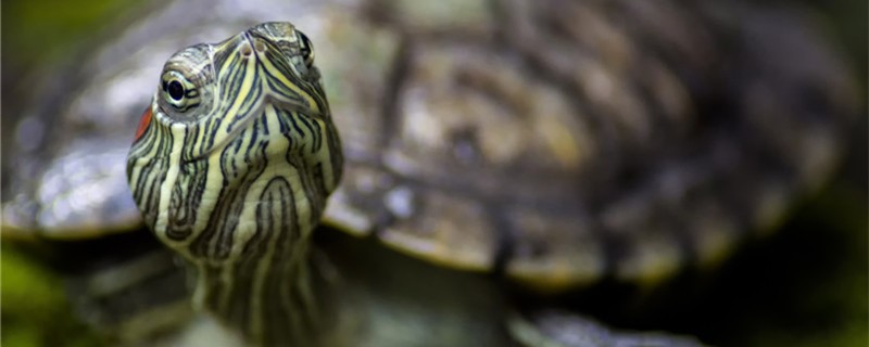 绿水养龟需要过滤吗,水陆缸养龟粪便怎么处理