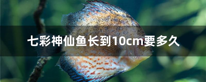 七彩神仙鱼可以长到多大(七彩神仙鱼一个月长几厘米)