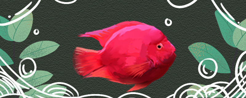 元宝鱼和鹦鹉鱼的区别图片(元宝鱼和鹦鹉鱼的区别(红色(变粉色(怎么回事)