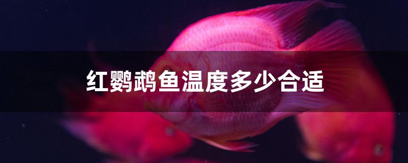 红鹦鹉鱼需要多少温度(红鹦鹉鱼水温度多少最佳)
