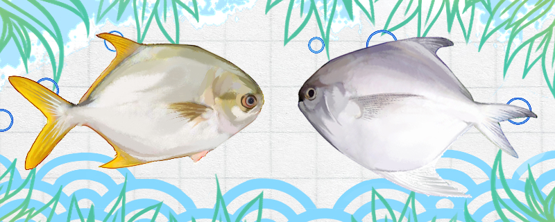 平鱼和鲳鱼是同一种鱼吗小刺多吗,平鱼跟鲳鱼是一种鱼么