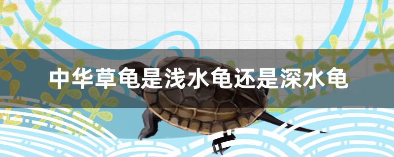中华草龟是浅水龟还是深水龟?(中华草龟属于深水龟还是浅水龟)