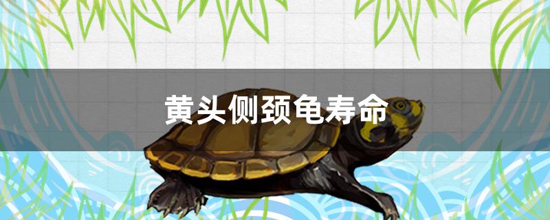 黄头侧颈龟的寿命多长(黄头侧颈龟一年能长多大)
