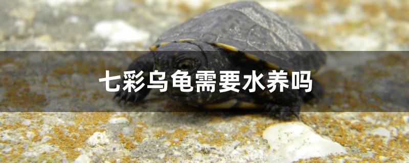 七彩乌龟需要水养吗(七彩小乌龟能放水里养吗)