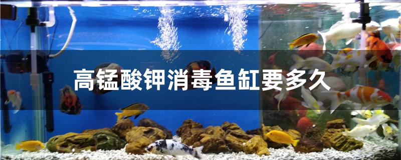 高锰酸钾消毒鱼缸要多久 能放鱼,高锰酸钾消毒鱼缸要多久