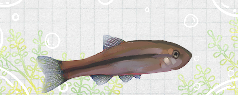 柳根鱼能养殖吗,野生柳根鱼跟养殖的区别