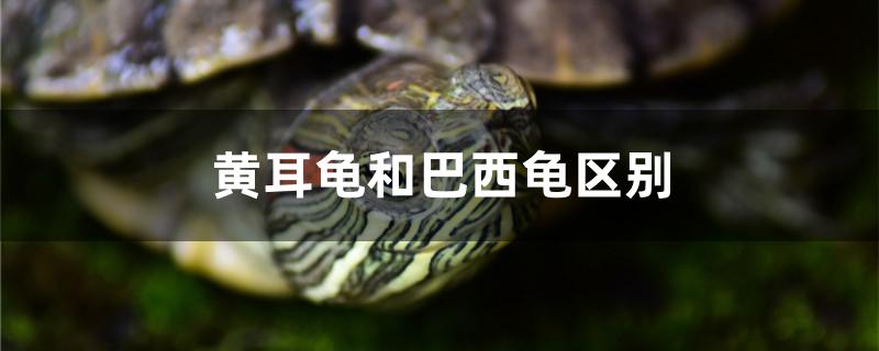 黄耳龟和巴西龟区别(黄耳龟和巴西龟区别图片)