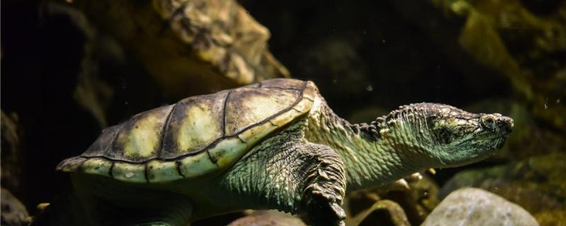 深水乌龟可以一直放在水里面养吗(巴西乌龟可以一直放在水里面养吗)