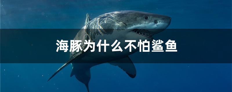 海豚为什么不怕鲨鱼?(海豚为什么不怕鲨鱼却怕虎鲸)