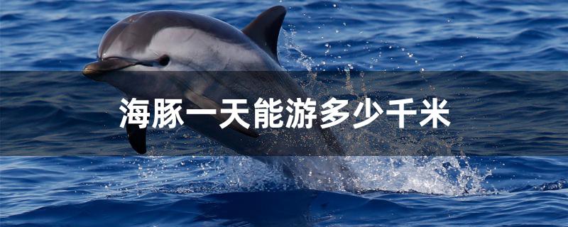 海豚一天最多能游多少千米(海豚每小时可以游多少米)