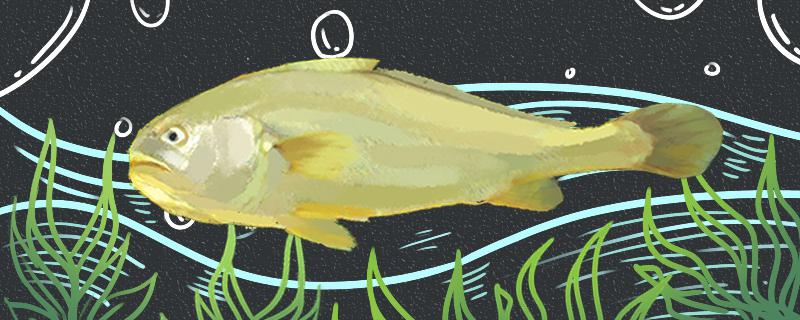 黄鱼有几种,大黄鱼属于海鱼还是淡水鱼