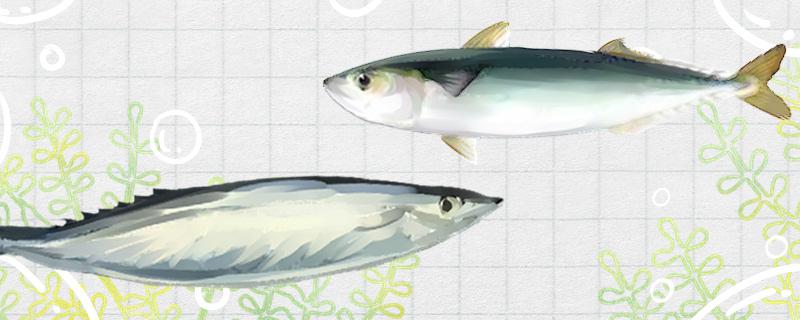 秋刀鱼和青条鱼是一种鱼吗(秋刀鱼和青鱼是同一种鱼吗)