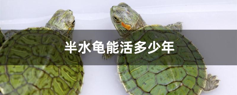 水龟能活多少到多少年(乌龟无水可以活多久)