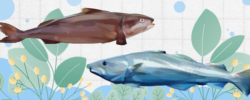 真鳕鱼跟银鳕鱼的区别(银鳕鱼和真鳕鱼和黑鳕鱼的区别)