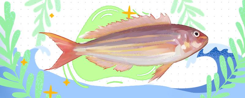 金线鱼是深海鱼吗(红线鱼是深海鱼吗)