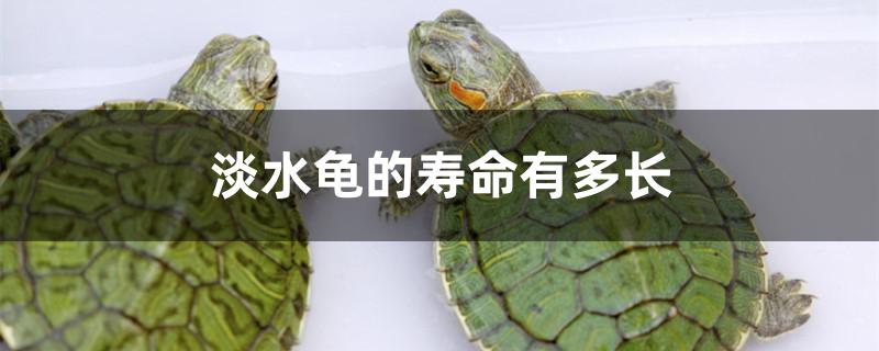 寿命最长的淡水龟(水龟寿命一般有多少年)