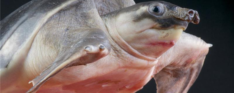 乌龟可以吃鱼饲料吗?(乌龟吃的饲料可以喂鱼吗)