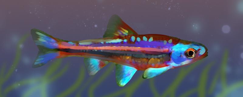 紫光精灵鱼和什么鱼混养(紫光精灵鱼能长多大)