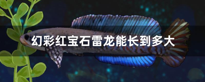 幻彩蓝宝石雷龙能长到多大,幻彩红宝石雷龙鱼多大开始发色