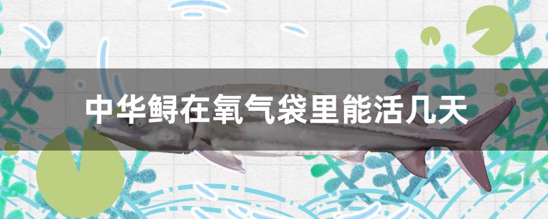 鲟鱼在氧气袋里能活几天,中华鲟放水里能活几天