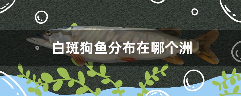 白斑狗鱼分布在哪个洲淡水流域(白斑狗鱼主要分布在哪个洲)