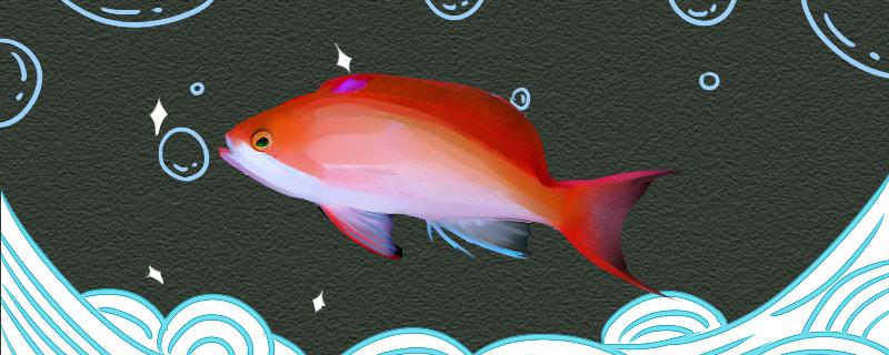 红斑马鱼可以和金鱼一起养吗(红斑鱼养殖)