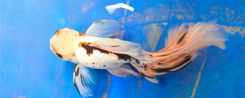 金鱼为什么总是浮在水面上吐泡泡(金鱼为什么总是浮在水面上不动)
