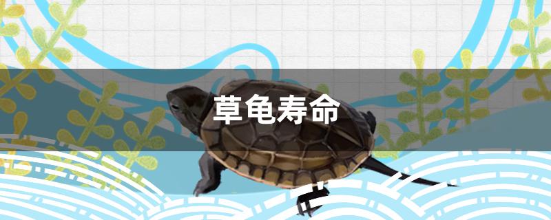 草龟寿命有多长(草龟能长多大?草龟寿命有多长?)