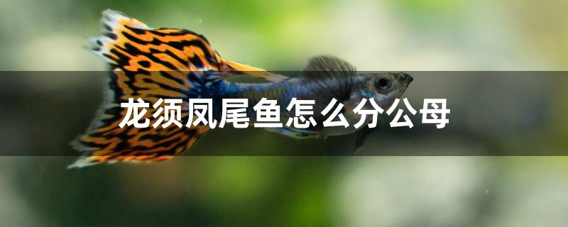 凤尾龙睛鱼怎么分公母(凤尾鱼分公母的方法)