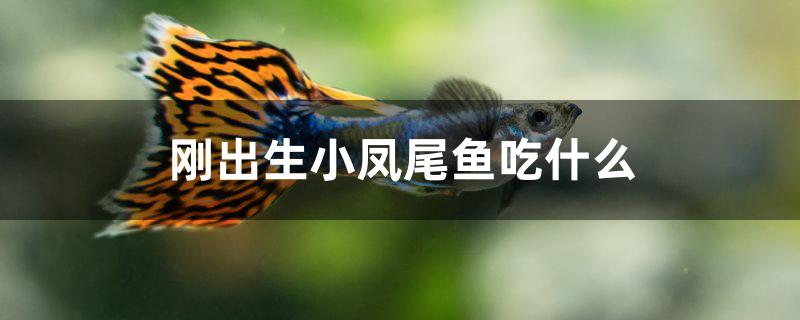 刚出生的小凤尾鱼吃啥,刚生的小凤尾鱼吃什么
