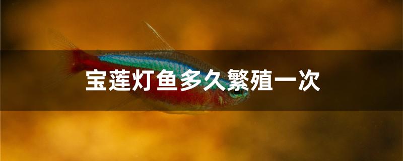 宝莲灯鱼繁殖条件(宝莲灯鱼可以在鱼缸里繁殖吗)