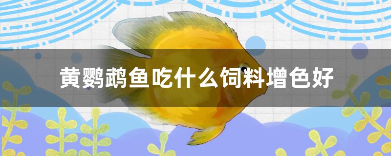 黄鹦鹉鱼能吃增红饲料吗(迷你鹦鹉鱼吃什么饲料增色好?)