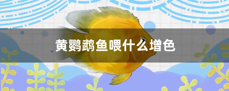 黄鹦鹉鱼能吃增红饲料吗(鹦鹉鱼必须放黄粉)
