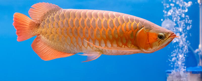 鱼缺氧增氧多久可以恢复吃饵(鱼缺氧多久能恢复)