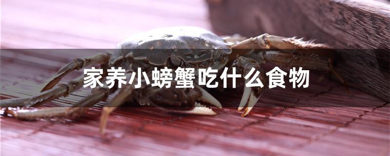 家养小螃蟹吃什么食物(家养螃蟹吃什么食物好养活)