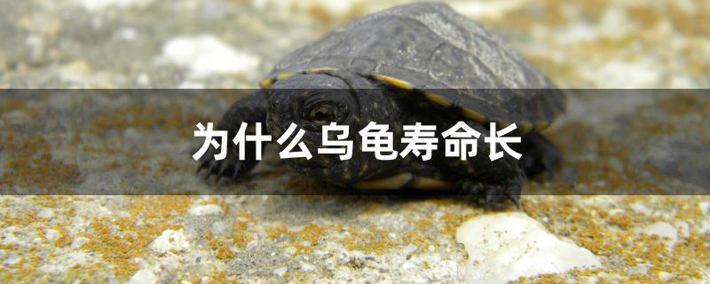 为什么乌龟寿命长多少(为什么乌龟寿命长?)