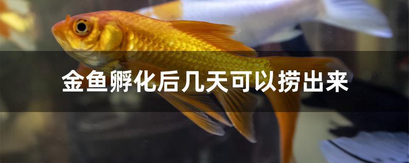 金鱼几天能孵化出来,金鱼刚孵化出来的几天开口