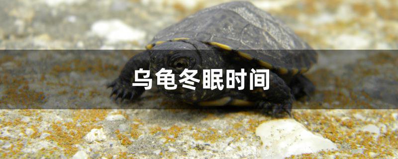 乌龟冬眠时间是几月份到几月份(龟冬眠时间)