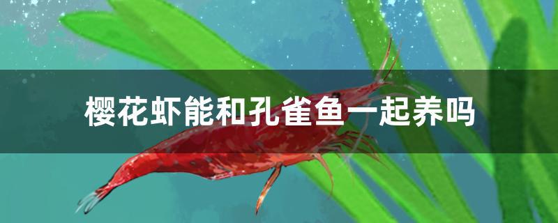 孔雀鱼和樱花虾可以一起养吗(樱花虾和孔雀鱼混养影响繁殖)