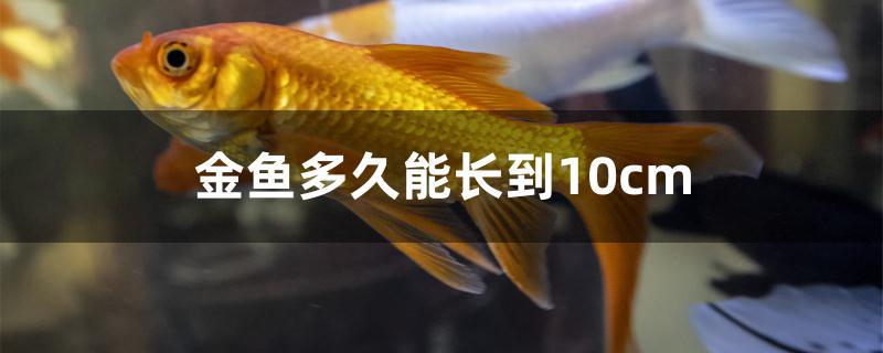 金鱼几个月能长到10厘米(金鱼多久长到10cm以上)