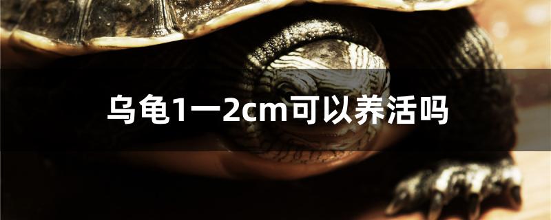 乌龟1一2cm可以养活吗,1到2cm的乌龟能养吗