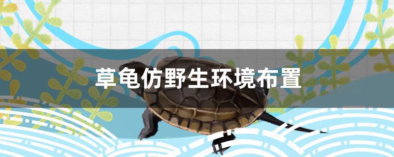 草龟仿野生环境布置教程(草龟仿野生环境布置图片)