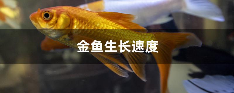 兰寿金鱼生长速度,金鱼生长速度