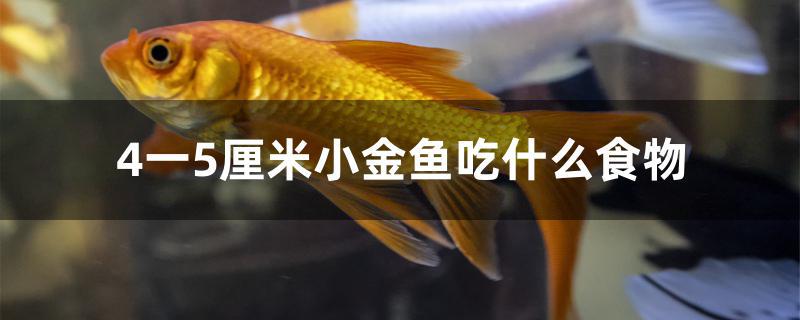 3厘米的小金鱼吃什么(三到五厘米金鱼吃多少)