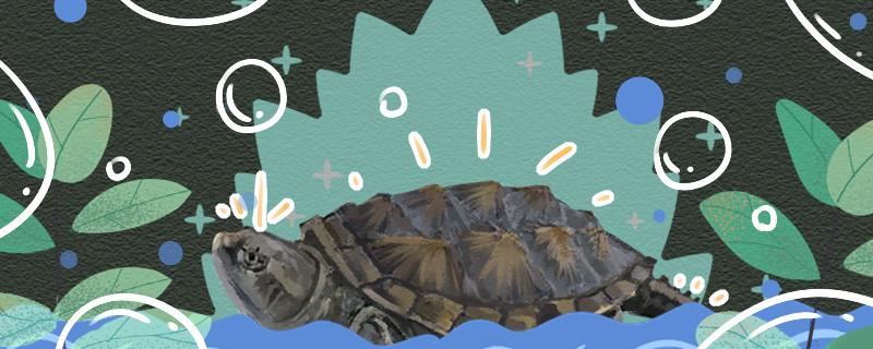 北美鳄龟和杂佛区别图片(北美鳄龟和杂佛区别)