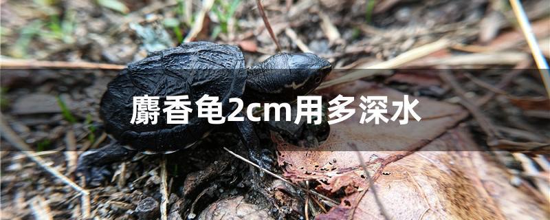 麝香龟水深多少合适,3厘米麝香龟用多深的水