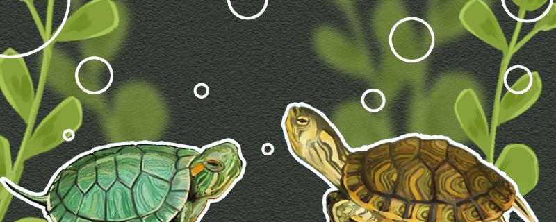 黄耳龟是不是巴西龟(黄耳龟是巴西龟吗?)
