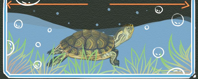 巴西龟和黄耳龟(巴西黄耳龟是冷水龟吗)