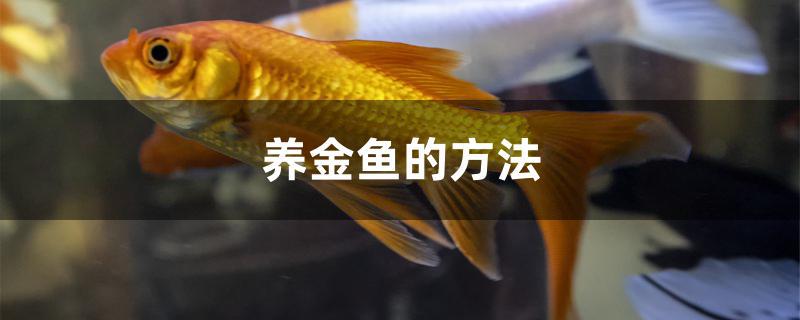 养金鱼的方法和技巧(金鱼养殖方法)